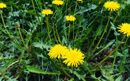 Loại cỏ dại nhưng được coi là “nữ hoàng thảo dược”, pha nước uống có loạt công dụng khiến nhiều người bất ngờ