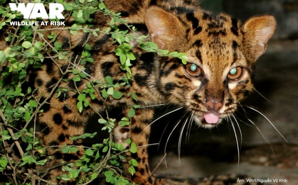 "Báu vật" được ví như "bóng ma của rừng sâu" xuất hiện trong cánh rừng lớn nhất Nghệ An