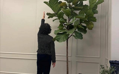 Người xưa dặn "Cây âm không vào nhà, cây dương không trồng mộ": Nghe thì tâm linh nhưng sự thật lại vô cùng khoa học!