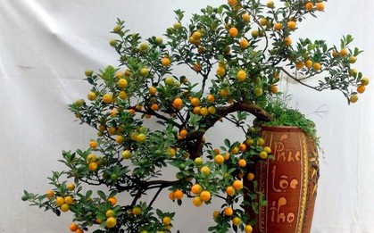 Cảnh báo đặc biệt tới các gia đình đang bày cây quất ngày Tết