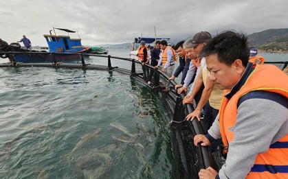 Dùng chiếc lồng kỳ diệu, ngư dân nuôi cá mú lãi gấp 3 lần, hàng trăm triệu đổ về túi