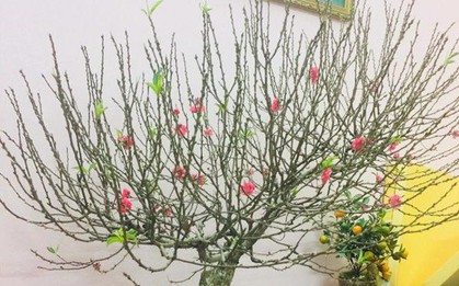 Cảnh báo đặc biệt tới các gia đình đang bày hoa đào ngày Tết