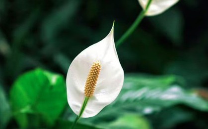 Cây lan ý “rất sợ” vị trí này trong nhà, biết tránh thì cây bung hoa rực rỡ, xanh tốt quanh năm