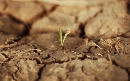 Sử dụng một giống "hóa thạch sống", Trung Quốc biến sa mạc cát thành đất xanh trong 10 tháng