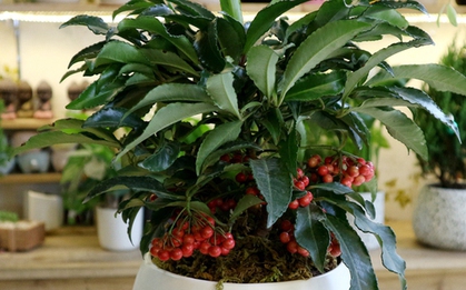 5 loại cây nên trồng trong nhà vào ngày vía Thần Tài