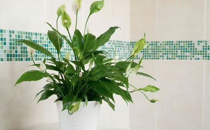 8 loại cây tốt nhất cho phòng tắm