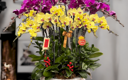 Cảnh báo đặc biệt tới các gia đình đang bày lan ngày Tết