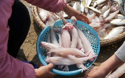 Loại cá da trơn, không có vảy, ít xương, nhiều ở vùng Thanh Hóa, Nghệ An, Hà Tĩnh: Nhiều chất mà lại rẻ