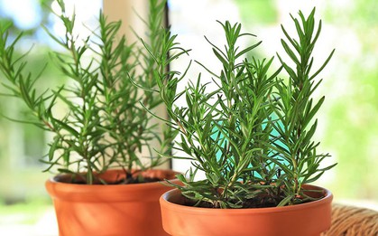 3 cây trồng trong nhà đuổi muỗi hiệu quả