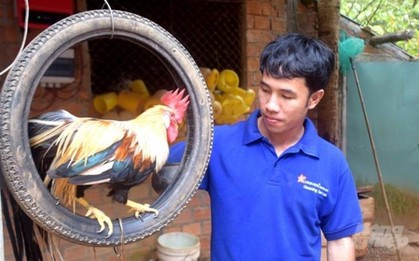 Bỏ phố về quê nuôi loài chim quý hiếm, anh kỹ sư thu lãi 1 tỷ đồng/năm