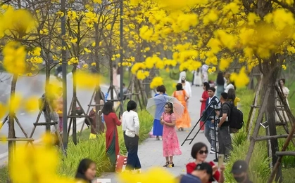 Đổ xô check-in đường hoa phong linh rực rỡ nhất Thủ đô