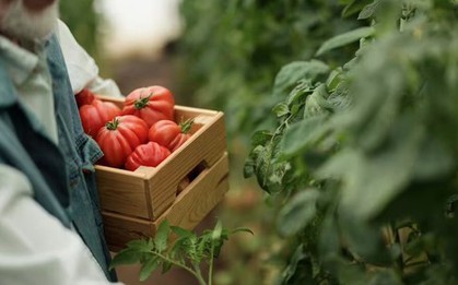 5 loại cây nên được gieo trồng ngay bây giờ