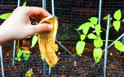 Vứt thứ này ra vườn ngay bây giờ, cây cối tự nhiên xanh tốt suốt xuân hè