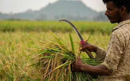 Tin buồn với Thái Lan, Việt Nam: Một quốc gia Đông Nam Á cấm nhập khẩu 12 mặt hàng từ 2026 - gạo, đường, bị ảnh hưởng