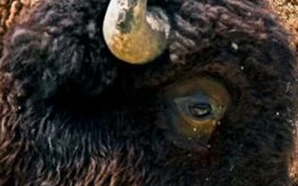 Loài vật quý hiếm bậc nhất hành tinh, tưởng tuyệt chủng bất ngờ "tái xuất" ở nơi vô cùng đặc biệt