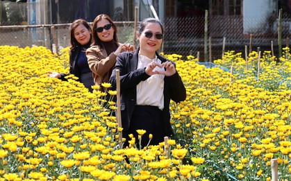 Cánh đồng hoa cúc bung sắc vàng bên sông Trà Bồng, du khách nườm nượp check in