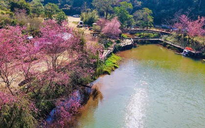 Hoa anh đào 'nhuộm hồng' Măng Đen