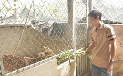 Nuôi loài thú ăn lá mít, cỏ dại mà tạo ra thứ "đại bổ", nông dân 9X thu về hơn 1 tỷ đồng/năm