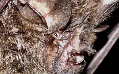 Loài vật quý hiếm bậc nhất hành tinh, tưởng tuyệt tích 40 năm bất ngờ "tái xuất"