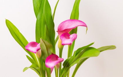 Những loài hoa cát tường nên trưng trong năm Bính Ngọ