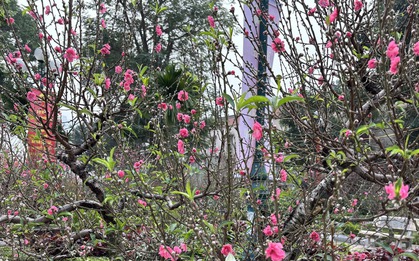 "Cụ" đào trăm năm tuổi, giá thuê 120 triệu đồng giữa phố Hà Nội