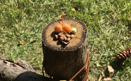 Sang tận Hàn để chụp ảnh cây lá vàng sống ảo, khách Việt ngỡ ngàng vì mùi lạ dưới gốc cây