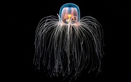 Loài vật bất tử duy nhất trên thế giới