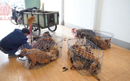 Băng nhóm “cẩu tặc” liên tỉnh sa lưới: 5.200 con chó bị bắt trộm, 52 tấn tuồn đi tiêu thụ thu lợi 2,6 tỷ đồng