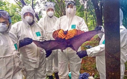 WHO xác nhận một trường hợp tử vong do virus Nipah
