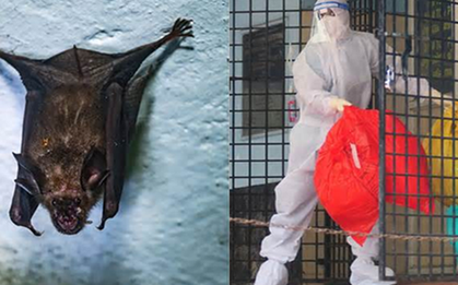 Sau Nipah, các chuyên gia lo ngại 2 loại virus đột biến mới có 'tiềm năng gây đại dịch', lây từ động vật sang người