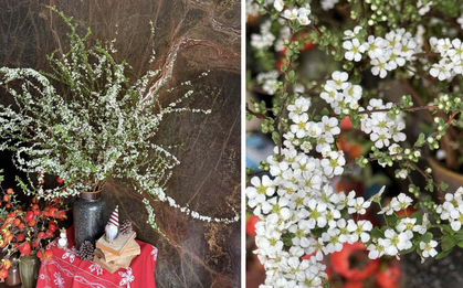 Bí quyết chăm sóc tuyết mai ra hoa đúng Tết Nguyên đán
