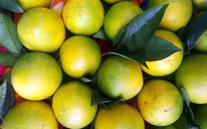 Đặt 2 loại quả này trong phòng ngủ và bạn sẽ nhận thấy điều kỳ diệu xảy ra với cơ thể