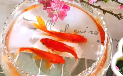 Vì sao chỉ cá chép mới đưa được Táo quân về trời?