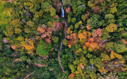 'Tuyệt đối điện ảnh' bằng lăng Măng Đen mùa thay lá