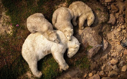 Hình ảnh gấu Bắc Cực ngủ trên bùn khiến thế giới giật mình