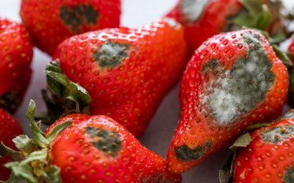 Năm nào cũng nhắc nhưng vẫn có nhà quên: Bỏ ngay ý định cúng loại quả này ngày Táo quân nếu muốn năm mới hanh thông, bớt chông gai