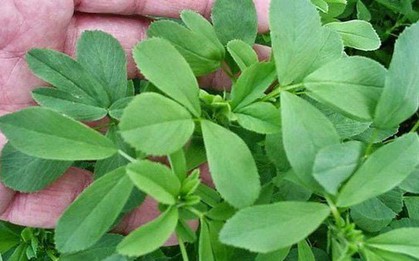 Cỏ linh lăng gây sốt mỗi độ xuân về: Vừa kháng khuẩn, vừa bổ gan lại còn tốt cho mắt