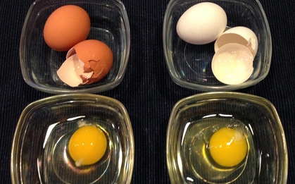 Trứng vỏ trắng hay vỏ nâu tốt hơn? Đáp án khiến nhiều người bất ngờ