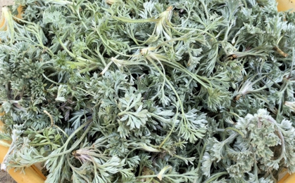 Bắt được "báu vật" mùa xuân mọc đầy rải rác: Đem làm món hấp ngọt mềm tơi xốp, nhà nội nhà ngoại gắp không ngừng đũa