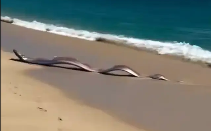 Sinh vật biển sâu dài 9m sống ở độ sâu 1.000m bất ngờ xuất hiện trên bãi biển, nhiều người lo lắng