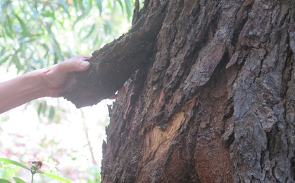 Việt Nam sở hữu "báu vật" cực kỳ quý hiếm, cả thế giới chỉ còn vỏn vẹn 13 cá thể