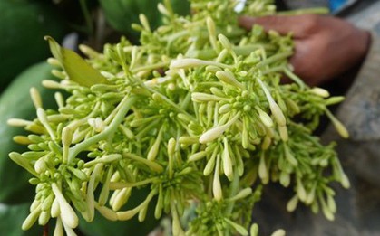 Loài hoa là dược liệu quen thuộc trị ho cực tốt, những ai không nên dùng?