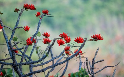 Tháng 3, giới trẻ đổ về núi Bà Đen “săn” ảnh hoa vông nem đỏ rực