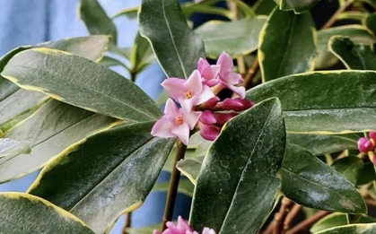 3 loài hoa dễ trồng, chạm đất là sống: Vài năm sau thân còn hóa gỗ, dáng đẹp như bonsai tiền triệu