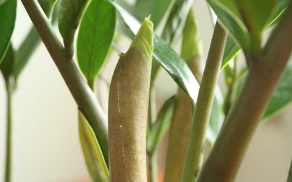 "Cây tiền" đến từ châu Phi nhưng lại là cây phong thủy quốc dân của cả châu Á: Mời gọi quý nhân, kích tài lộc rất tốt