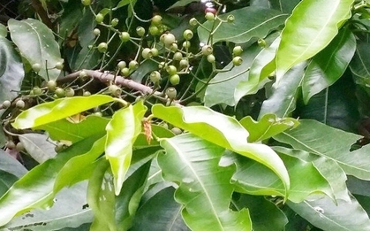 Điều gì xảy ra với cơ thể nếu uống nước lá vối mỗi ngày?
