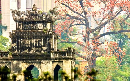 Hà Nội rực đỏ sắc hoa gạo trong những ngày giao mùa