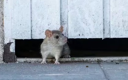 Vứt thứ này ra vườn, chuột tự nhiên "tránh xa ba mét", cây cối được “yên thân”