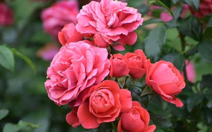 5 loại cây cần cắt tỉa ngay lúc này để có mùa hè bung nở