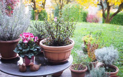 7 loại cây mang lại may mắn, nên trồng ngay trong vườn nhà